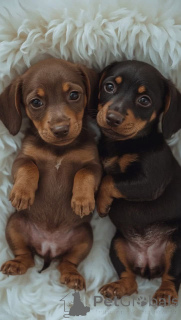 Photo №3. Les chiots teckels miniatures sont prêts pour leur nouvelle maison. Suisse