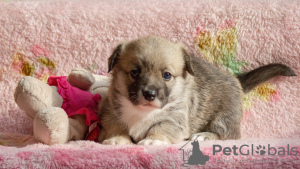 Photo №3. Chiot Welsh Corgi Pembroke. Fédération de Russie