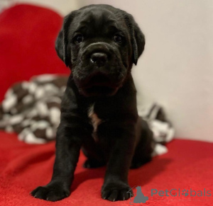 Photo №1. cane corso - à vendre en ville de Mauvais homburg vor der höhe | négocié | Annonce №155090