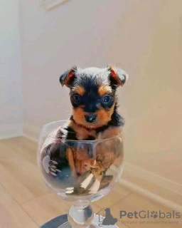 Photo №3. Chiots Yorkshire Terrier à vendre. Canada