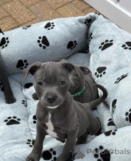 Photo №1. staffordshire bull terrier - à vendre en ville de Bois kolomb | négocié | Annonce №173481