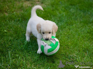 Photo №2 de l'annonce № 150212 de la vente golden retriever - acheter à Allemagne annonce privée