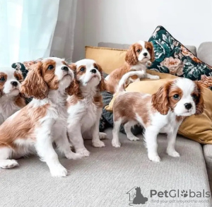 Photo №1. cavalier king charles spaniel - à vendre en ville de Marseille | 500€ | Annonce №11634