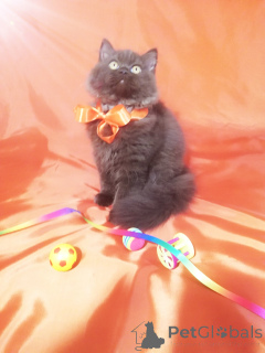 Photo №3. Chat britannique luxueux dans une couleur douce. Biélorussie