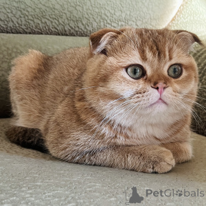 Photo №3. Tricoter avec un plidik écossais en Georgia. Annonce № 135629