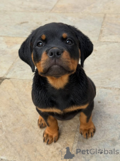 Photo №1. rottweiler - à vendre en ville de Berlin | négocié | Annonce №174970