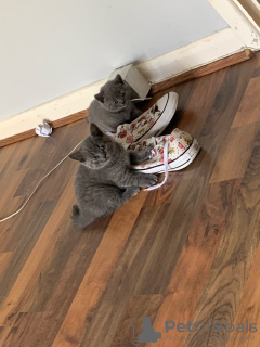 Photo №4. Je vais vendre british shorthair en ville de Berlin. annonce privée - prix - 300€