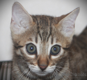 Photo №2 de l'annonce № 171801 de la vente bengal - acheter à Belgique 