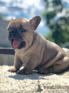 Photo №1. bouledogue - à vendre en ville de Schöneiche | 500€ | Annonce №130357