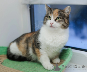 Photo №1.  - à vendre en ville de Rivière moscou | Gratuit | Annonce № 147636