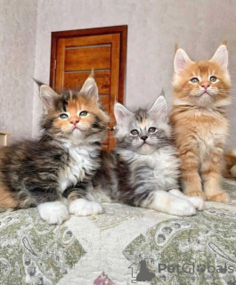 Photo №4. Je vais vendre maine coon en ville de Берлинген. annonce privée, éleveur - prix - 300€