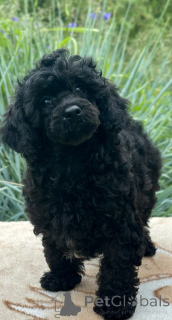 Photo №4. Je vais vendre caniche (nain) en ville de Minsk.  - prix - négocié