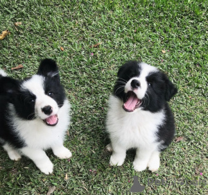 Photo №1. border collie - à vendre en ville de Linz | négocié | Annonce №175002