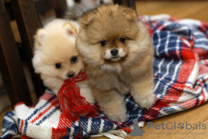 Photo №4. Je vais vendre  en ville de Stockholm. annonce privée, éleveur - prix - négocié