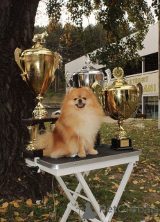 Photo №2 de l'annonce № 135231 de la vente  - acheter à Serbie 