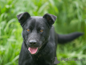 Photo №2 de l'annonce № 120737 de la vente chien bâtard - acheter à Fédération de Russie annonce privée