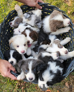 Photo №1. border collie - à vendre en ville de Brême | négocié | Annonce №159496