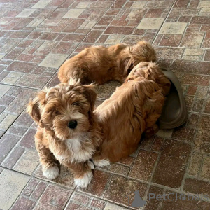 Photo №2 de l'annonce № 138636 de la vente bichon havanais - acheter à USA éleveur