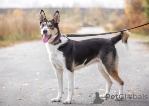 Photo №2 de l'annonce № 63516 de la vente chien bâtard - acheter à Fédération de Russie annonce privée