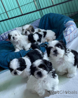 Photo №1. shih tzu - à vendre en ville de Munich | négocié | Annonce №168663