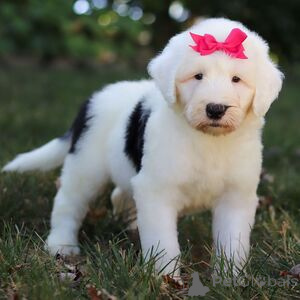 Photo №1. chien bâtard - à vendre en ville de Augustusburg | 300€ | Annonce №151421