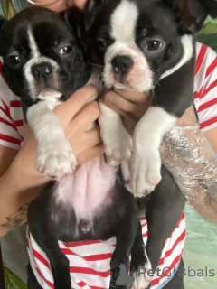 Photo №2 de l'annonce № 143485 de la vente terrier de boston - acheter à Pologne éleveur