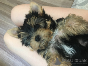 Photo №4. Je vais vendre yorkshire terrier en ville de Novosibirsk. éleveur - prix - 285€