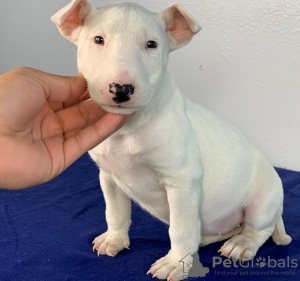 Photo №1. bull terrier - à vendre en ville de Berlin | 400€ | Annonce №121102