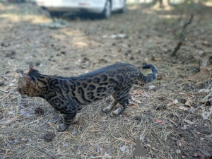 Photos supplémentaires: Accouplement de chat du Bengale