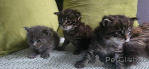 Photo №1. maine coon - à vendre en ville de Anvers | Gratuit | Annonce № 160244