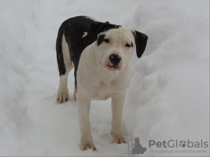 Photo №4. Je vais vendre american staffordshire terrier en ville de Saint-Pétersbourg. de la fourrière, éleveur - prix - 685€