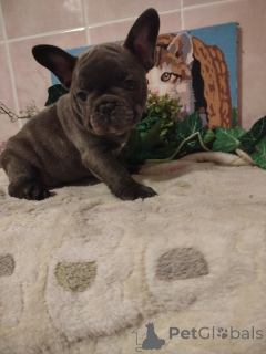 Photo №4. Je vais vendre bouledogue en ville de Minsk. éleveur - prix - 625€