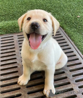 Photo №1. labrador retriever - à vendre en ville de Houes | 436€ | Annonce №168816
