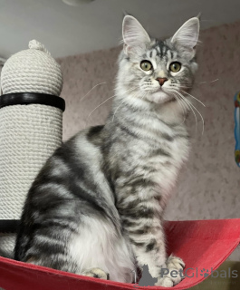 Photo №2 de l'annonce № 163184 de la vente maine coon - acheter à Allemagne éleveur