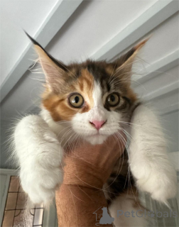 Photo №1. maine coon - à vendre en ville de ESENS | 350€ | Annonce № 154210