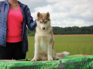 Photo №2 de l'annonce № 7203 de la vente husky de sibérie - acheter à Fédération de Russie de la fourrière
