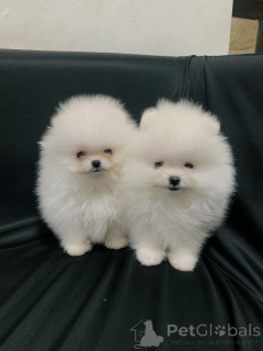 Photo №1. spitz nain - à vendre en ville de Prague | Gratuit | Annonce №163563