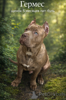 Photo №1. american pit bull terrier - à vendre en ville de Bakou | 1356€ | Annonce №166097