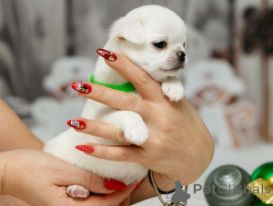 Photo №2 de l'annonce № 135432 de la vente chien bâtard - acheter à Allemagne annonce privée