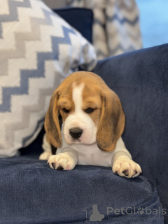 Photo №1. beagle - à vendre en ville de Vero Beach | 379€ | Annonce №102251