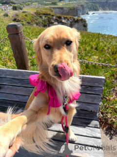 Photo №2 de l'annonce № 169149 de la vente golden retriever - acheter à La finlande annonce privée