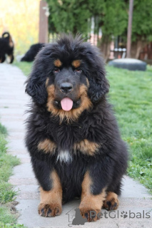 Photo №1. mastiff - à vendre en ville de Gornji Milanovac | négocié | Annonce №170677