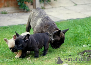 Photo №1. bouledogue - à vendre en ville de Manila | négocié | Annonce №52250