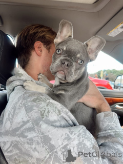 Photo №1. bouledogue - à vendre en ville de Augustusburg | négocié | Annonce №177466