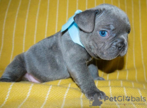 Photo №1. bouledogue - à vendre en ville de Гамбург | négocié | Annonce №64744