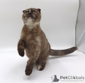 Photo №1. scottish fold - à vendre en ville de Lommel | Gratuit | Annonce № 127679