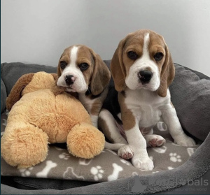 Photos supplémentaires: Magnifiques chiots Beagle anglais à vendre