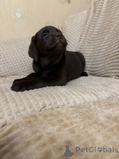 Photo №2 de l'annonce № 137942 de la vente labrador retriever - acheter à Fédération de Russie annonce privée