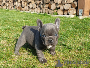 Photo №1. bouledogue - à vendre en ville de Bremen | 300€ | Annonce №70896