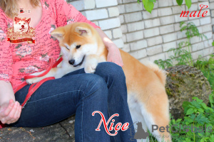 Photo №4. Je vais vendre akita (chien) en ville de Khmelnitsky. éleveur - prix - 1420€